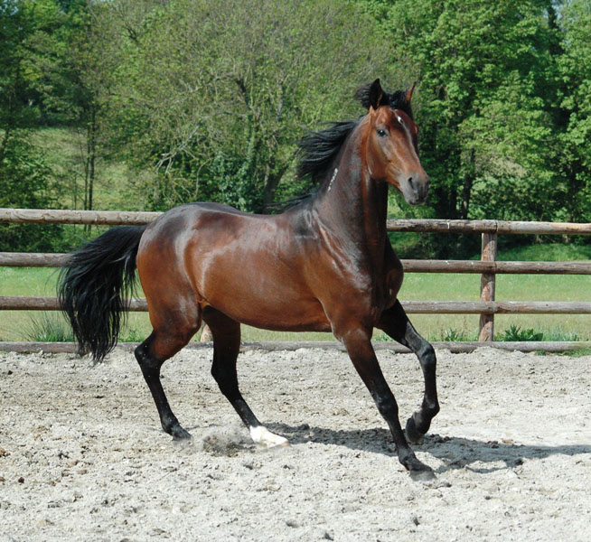 Snygge Shergar Boko blev Travkompaniets första Kriteriefinalist. Foto; A.Lindblom